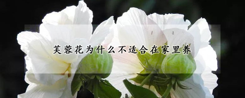 芙蓉花為什么不適合在家里養