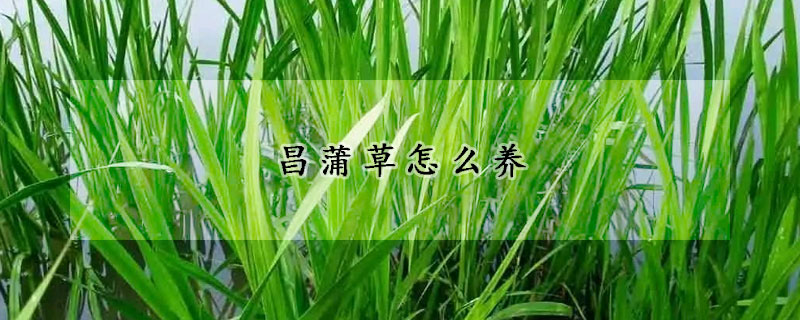 昌蒲草怎么養(yǎng)