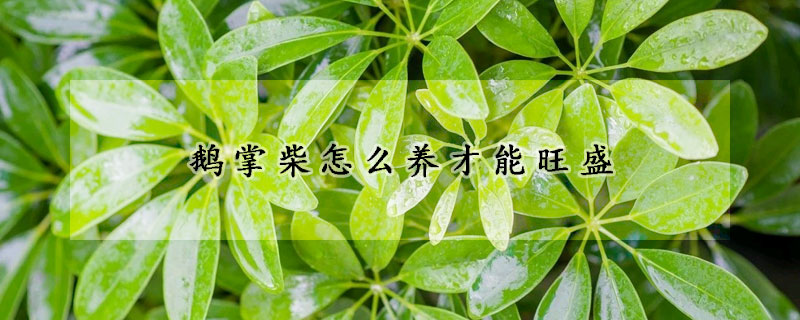 鵝掌柴怎么養(yǎng)才能旺盛