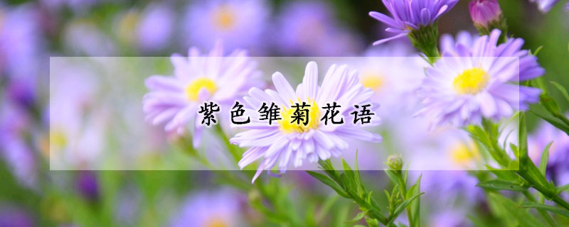 紫色雛菊花語