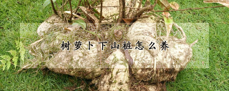 樹蘿卜下山樁怎么養(yǎng)