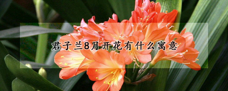 君子蘭8月開花有什么寓意