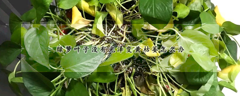 綠籮葉子沒有光澤變黃枯萎怎么辦