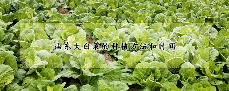 山東大白菜的種植方法和時間