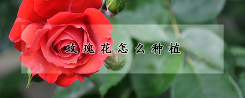 玫瑰花怎么種植