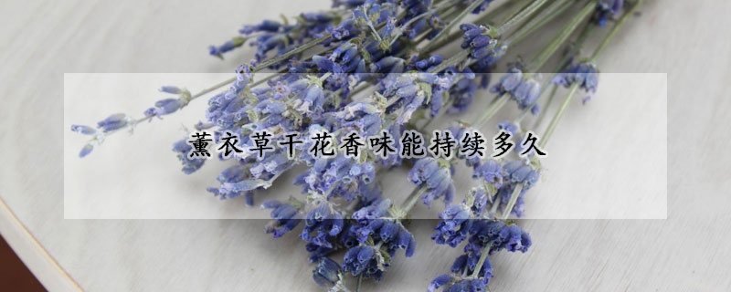 薰衣草干花香味能持續多久