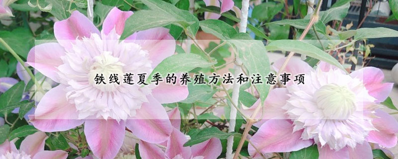 鐵線蓮夏季的養殖方法和注意事項