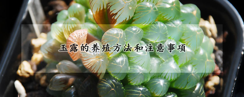 玉露的養(yǎng)殖方法和注意事項(xiàng)