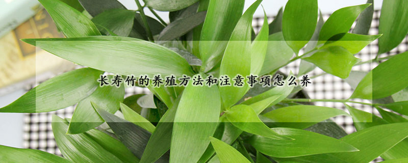 長壽竹的養(yǎng)殖方法和注意事項(xiàng)怎么養(yǎng)