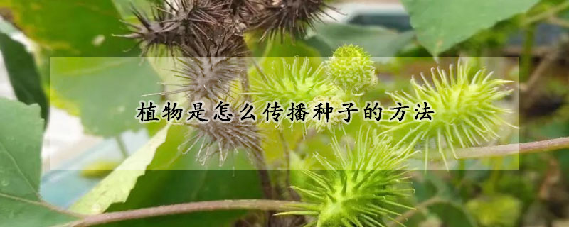 植物是怎么傳播種子的方法