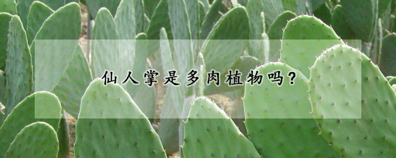 仙人掌是多肉植物嗎?