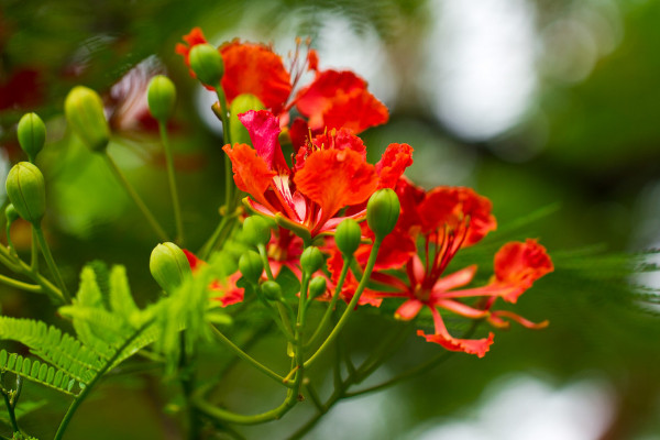 世界各種花的花語大全 各種花的花語寓意