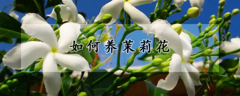 如何養(yǎng)茉莉花