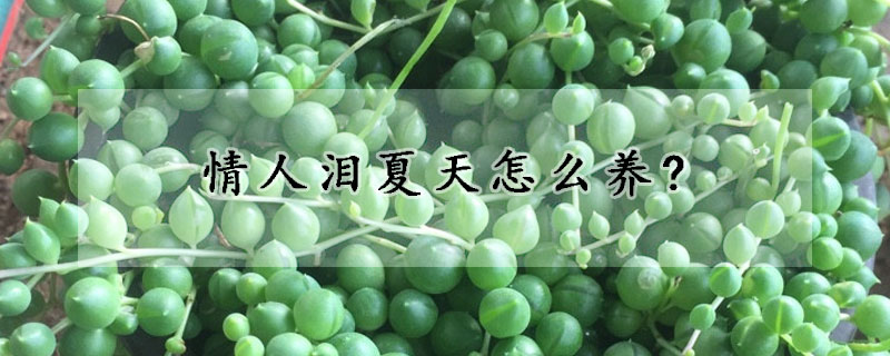 情人淚夏天怎么養(yǎng)?