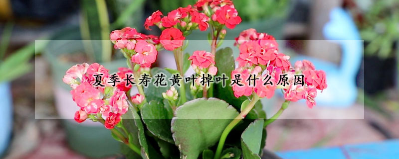 夏季長壽花黃葉掉葉是什么原因