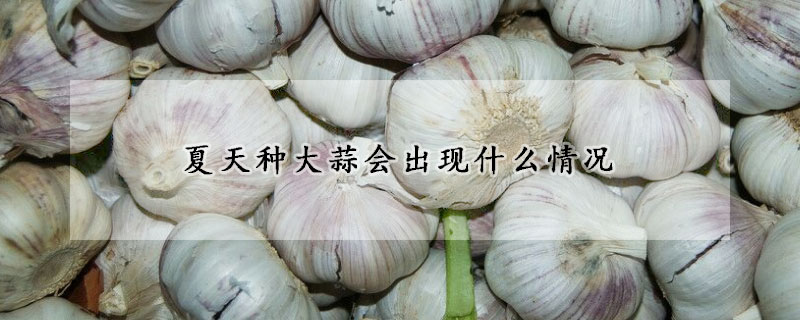 夏天種大蒜會出現什么情況