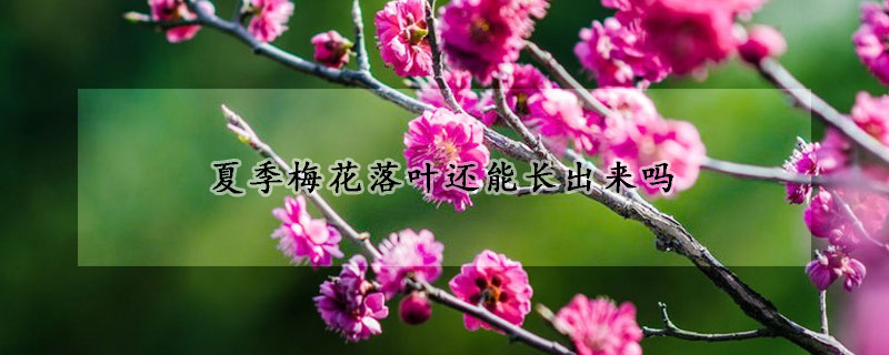 夏季梅花落葉還能長(zhǎng)出來(lái)嗎