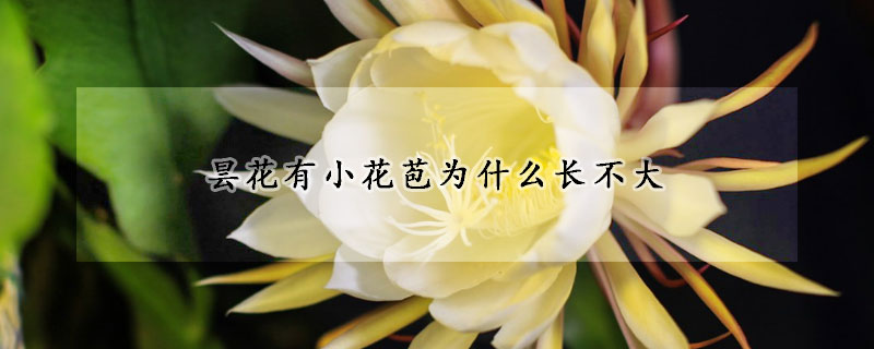 曇花有小花苞為什么長不大