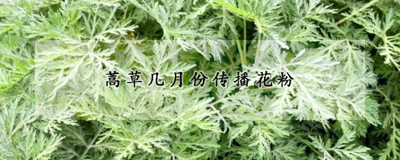 蒿草幾月份傳播花粉