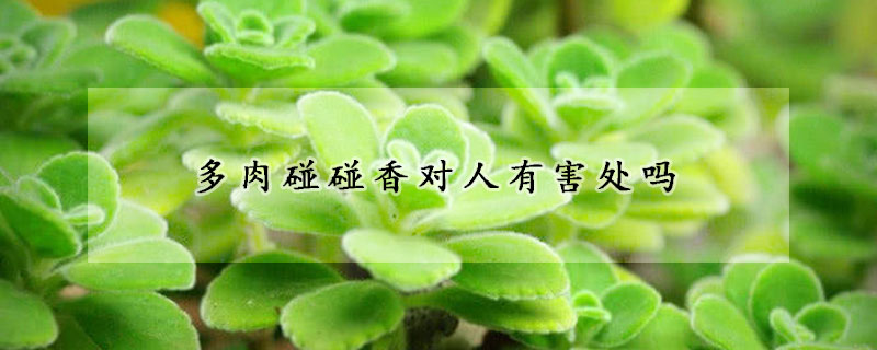 多肉碰碰香對(duì)人有害處嗎