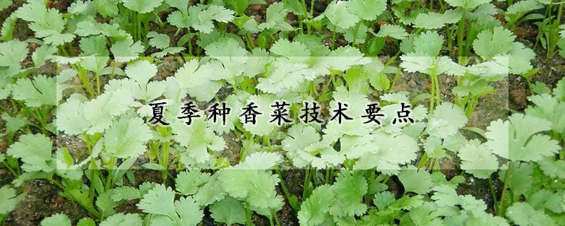 夏季種香菜技術(shù)要點