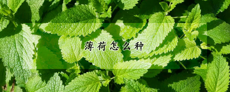 薄荷怎么種