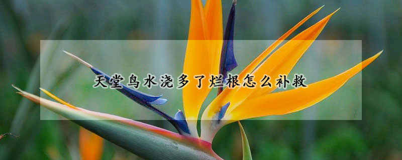 天堂鳥水澆多了爛根怎么補(bǔ)救