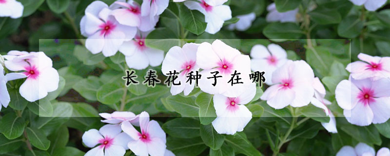 長春花種子在哪