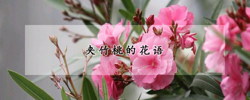 夾竹桃的花語