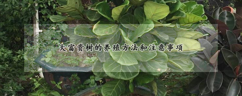 大富貴樹的養(yǎng)殖方法和注意事項(xiàng)