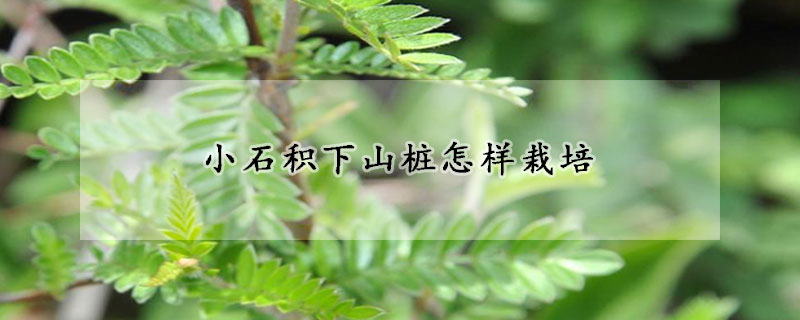 小石積下山樁怎樣栽培