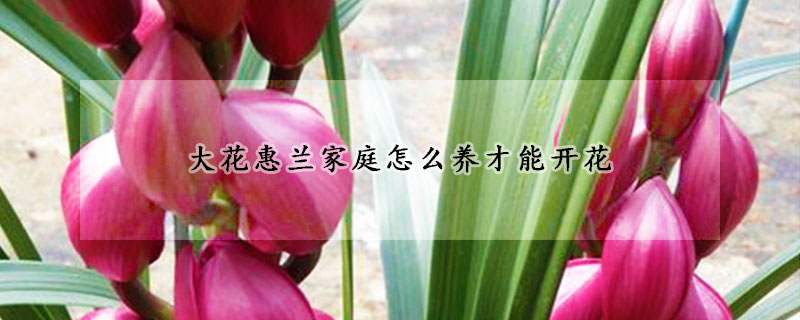 大花惠蘭家庭怎么養(yǎng)才能開花