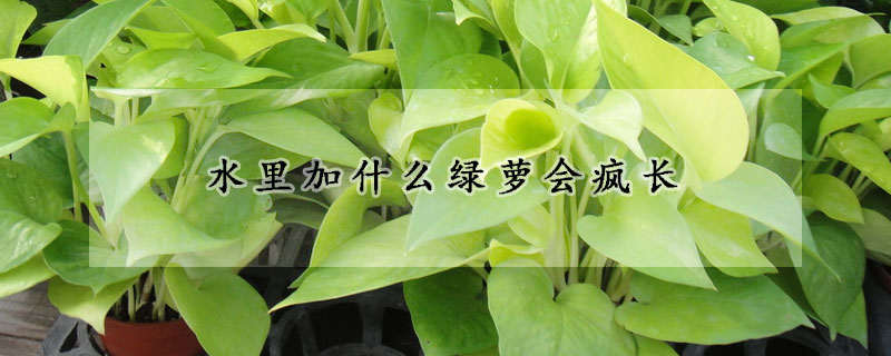 水里加什么綠蘿會(huì)瘋長(zhǎng)