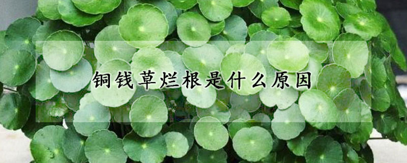 銅錢草爛根是什么原因