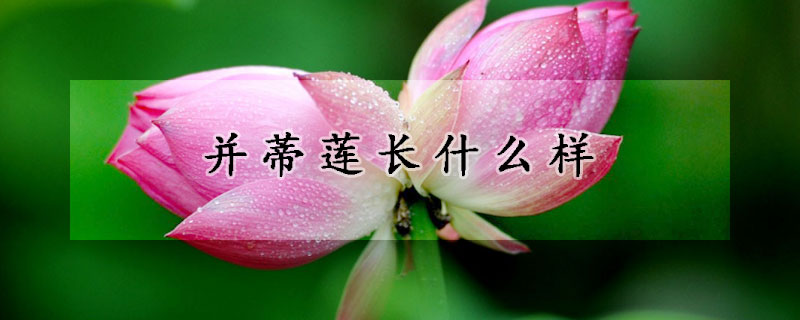 并蒂蓮長(zhǎng)什么樣