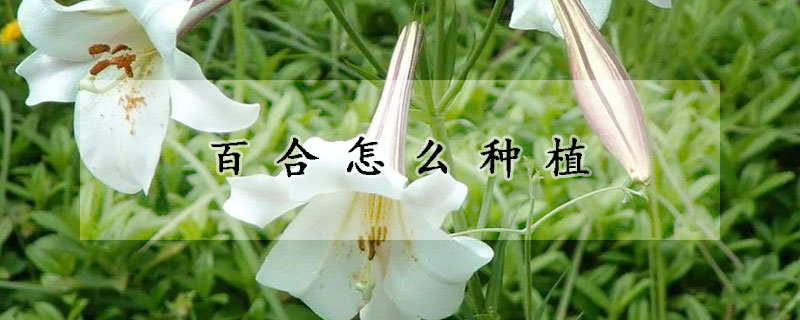 百合怎么種植