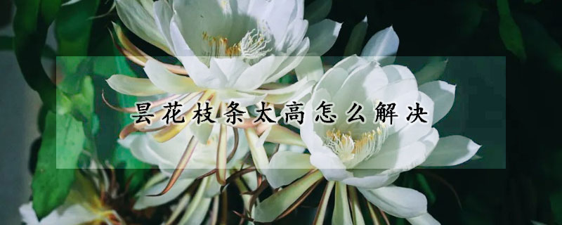 曇花枝條太高怎么解決