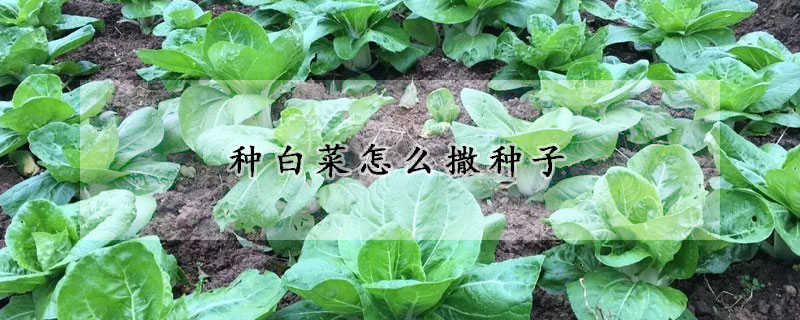 種白菜怎么撒種子