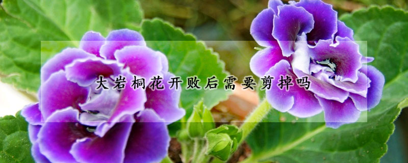 大巖桐花開敗后需要剪掉嗎