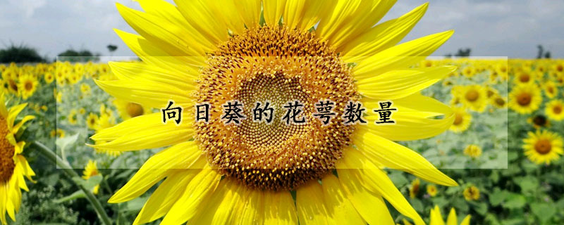 向日葵的花萼數(shù)量