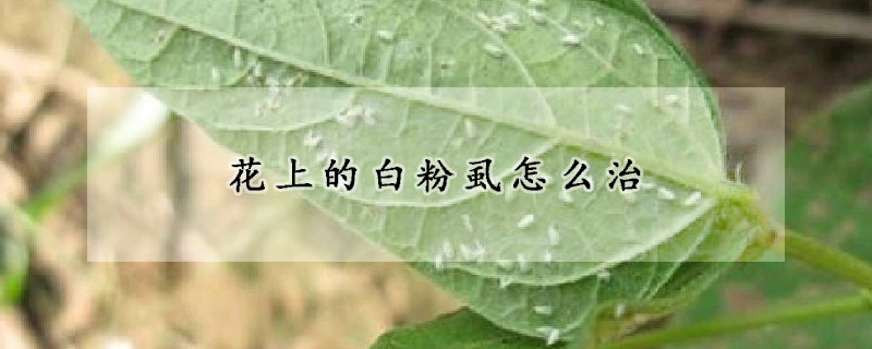 花上的白粉虱怎么治