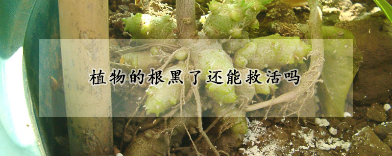 植物的根黑了還能救活嗎