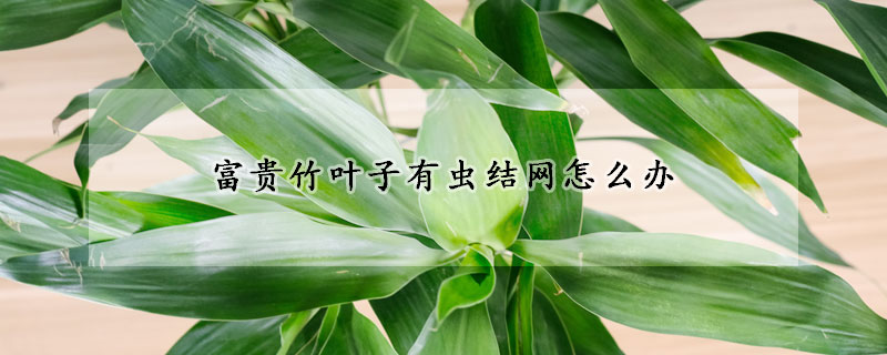 富貴竹葉子有蟲結(jié)網(wǎng)怎么辦