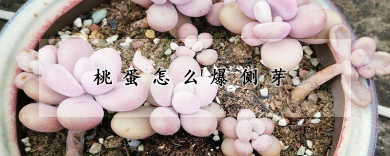 桃蛋怎么爆側(cè)芽