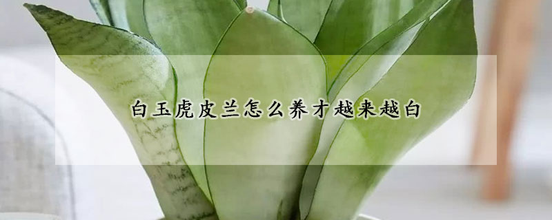 白玉虎皮蘭怎么養才越來越白