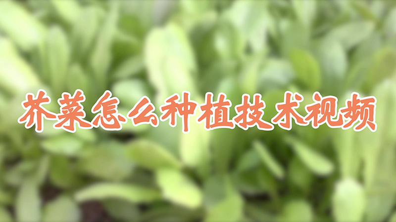 芥菜怎么種植技術視頻