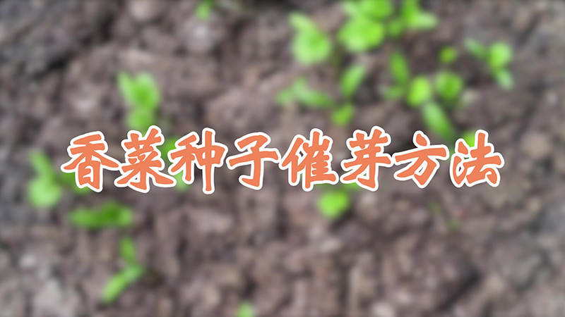 香菜種子催芽方法