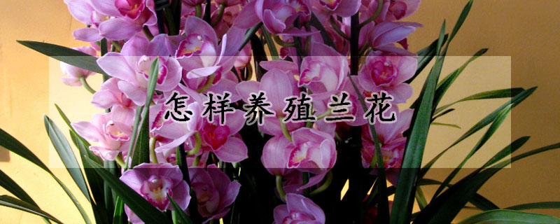 怎樣養(yǎng)殖蘭花