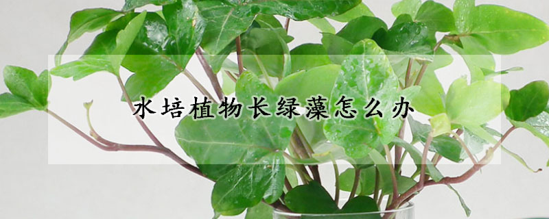 水培植物長綠藻怎么辦