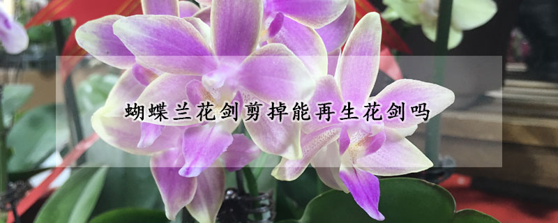 蝴蝶蘭花劍剪掉能再生花劍嗎